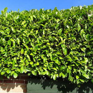 Prunus laurocerasus ‘Rotundifolia’