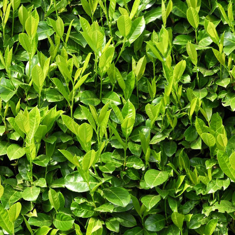 Prunus laurocerasus ‘Rotundifolia’