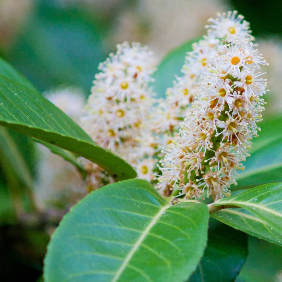 Prunus laurocerasus ‘Rotundifolia’
