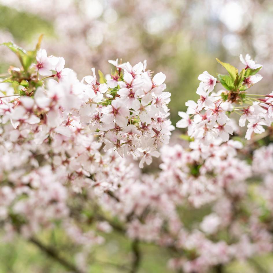 Prunus nipponica var. kurilensis ‘Brilliant’
