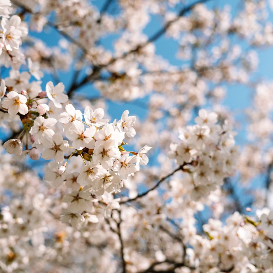 Prunus nipponica var. kurilensis ‘Brilliant’