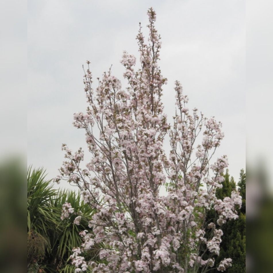 Prunus serrulata ‘Amanogawa’