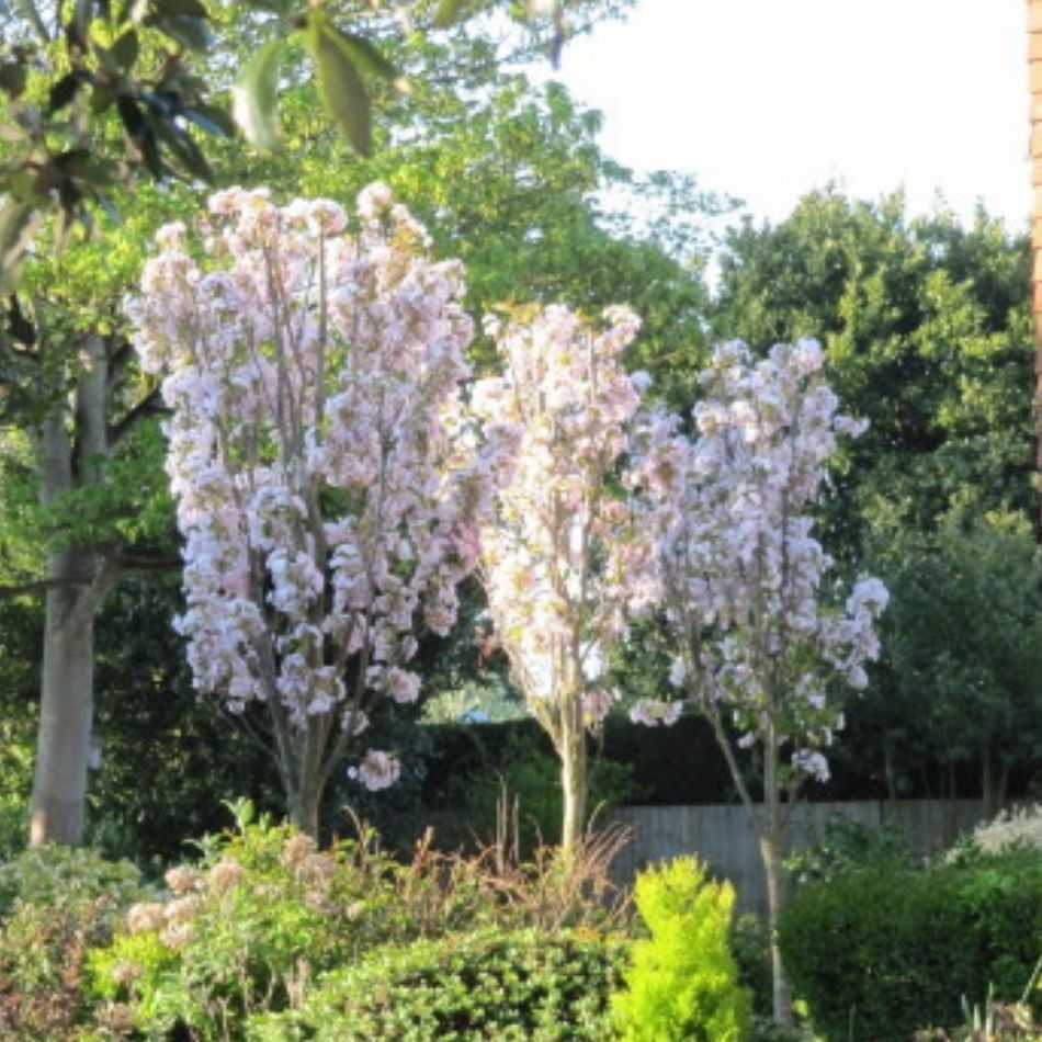 Prunus serrulata ‘Amanogawa’