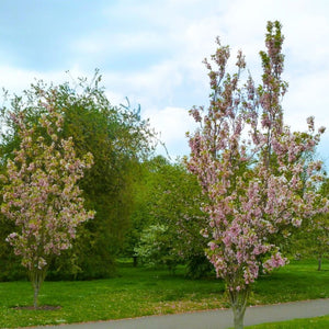 Prunus serrulata ‘Amanogawa’