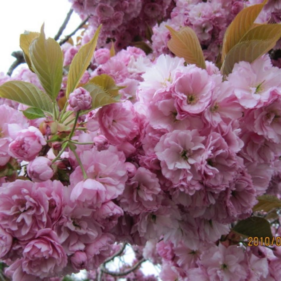 Prunus serrulata ‘Kanzan’
