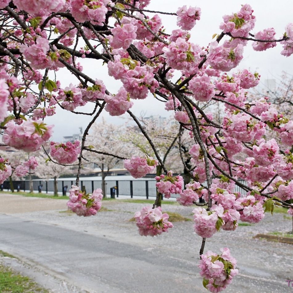 Prunus serrulata ‘Kanzan’