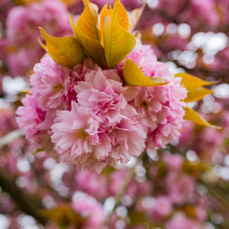 Prunus serrulata ‘Kanzan’