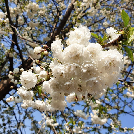 Prunus ‘Shirotae’