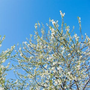 Prunus ‘Shirotae’