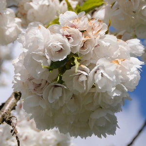 Prunus ‘Shirotae’