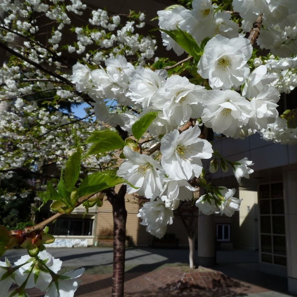 Prunus ‘Shirotae’