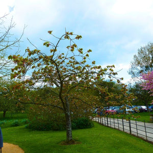 Prunus serrulata ‘Tai-haku’