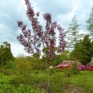 Prunus serrulata ‘Royal Burgundy’