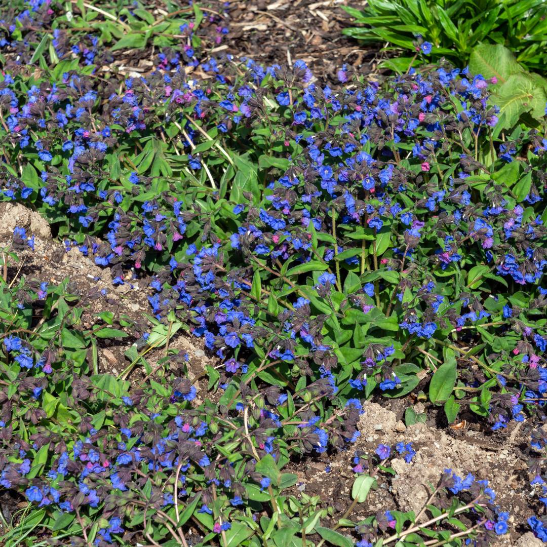 Pulmonaria ‘Blue Ensign’