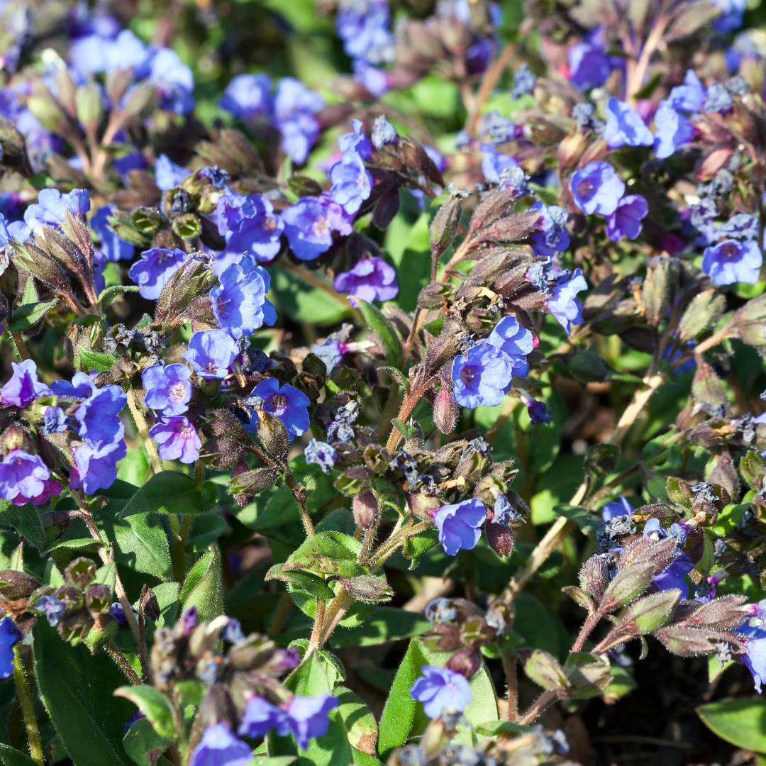 Pulmonaria ‘Blue Ensign’