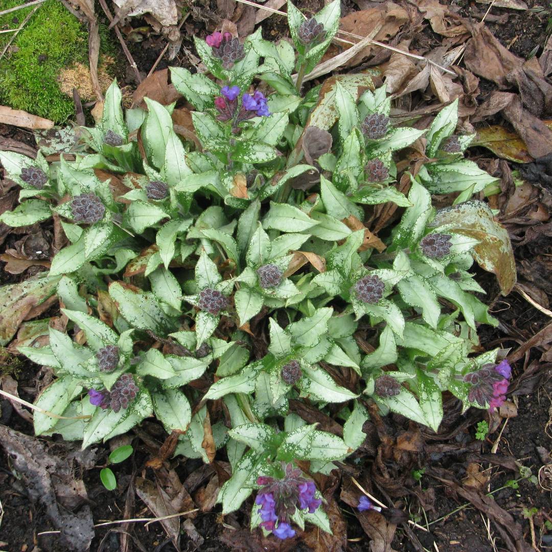 Pulmonaria ‘Diana Clare’