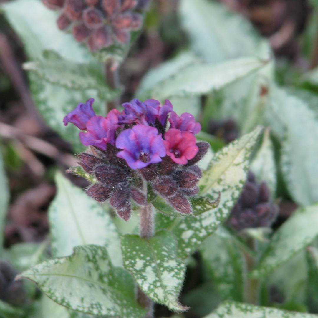Pulmonaria ‘Diana Clare’