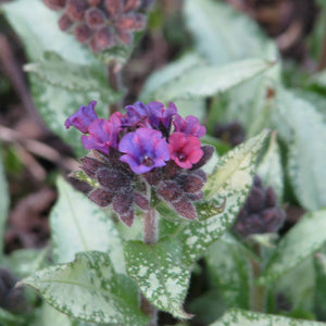 Pulmonaria ‘Diana Clare’