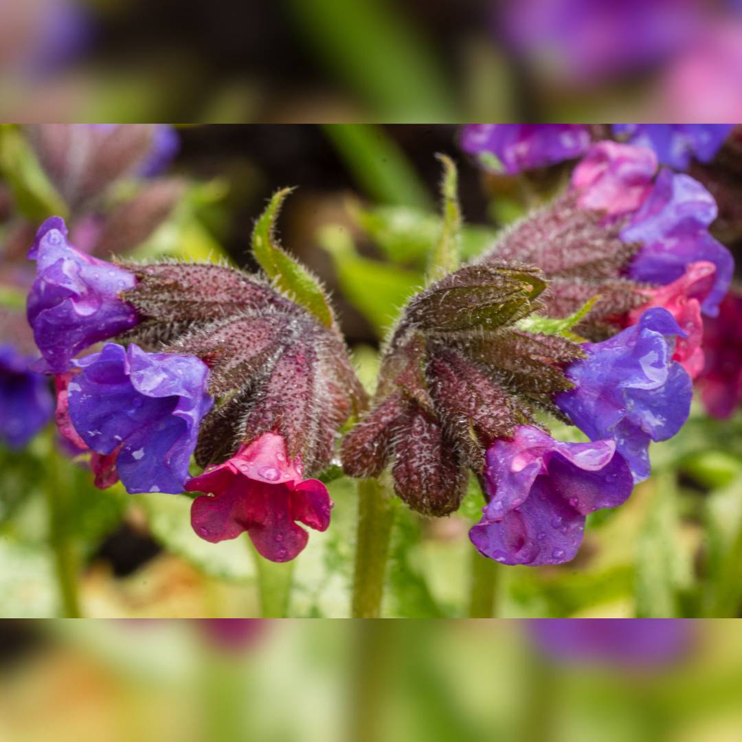 Pulmonaria ‘Diana Clare’