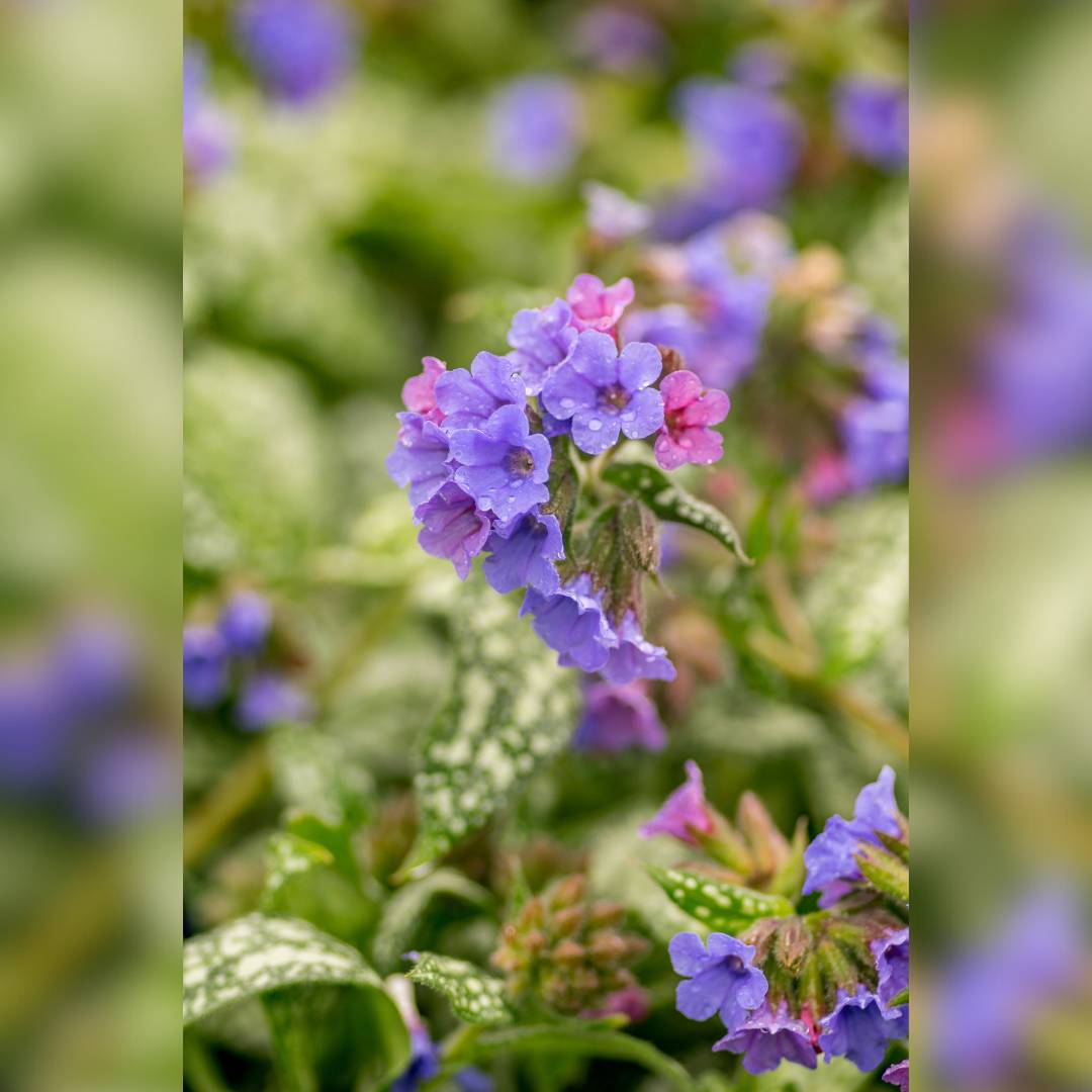 Pulmonaria ‘Trevi Fountain’