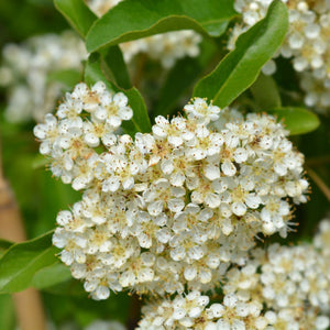 Pyracantha ‘Orange Glow’