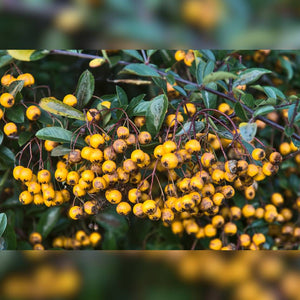 Pyracantha ‘Golden Charmer’