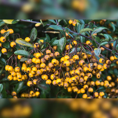Pyracantha ‘Golden Charmer’