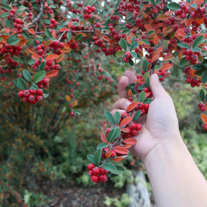 Pyracantha coccinea ‘Red Column’