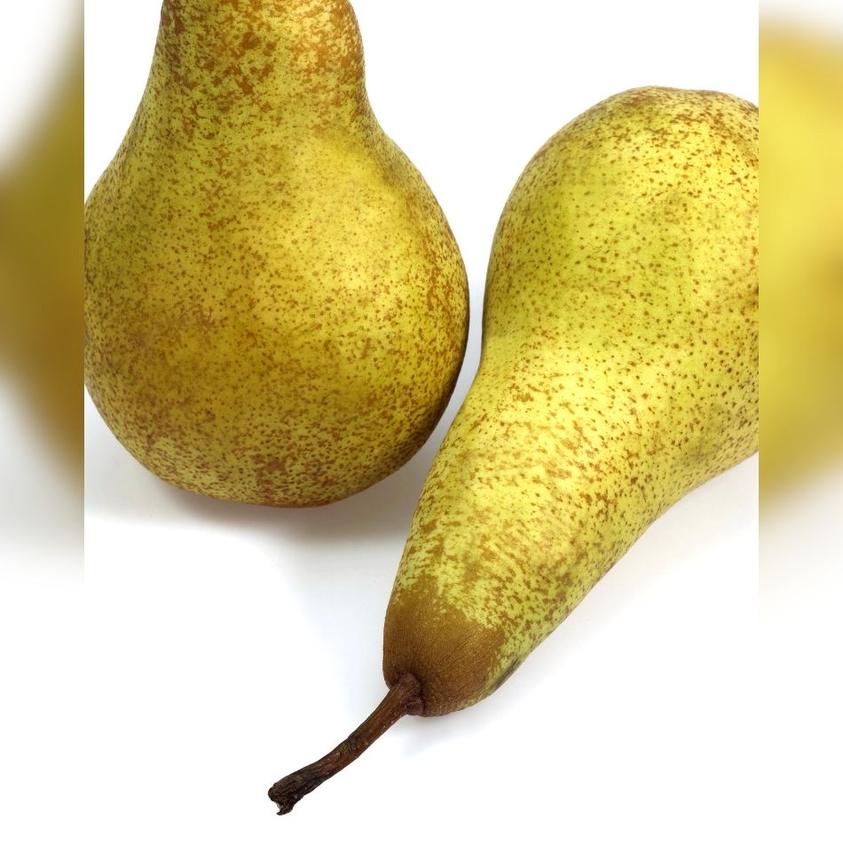 Pyrus communis ‘Conference’