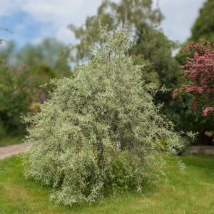 Pyrus salicifolia ‘Pendula’