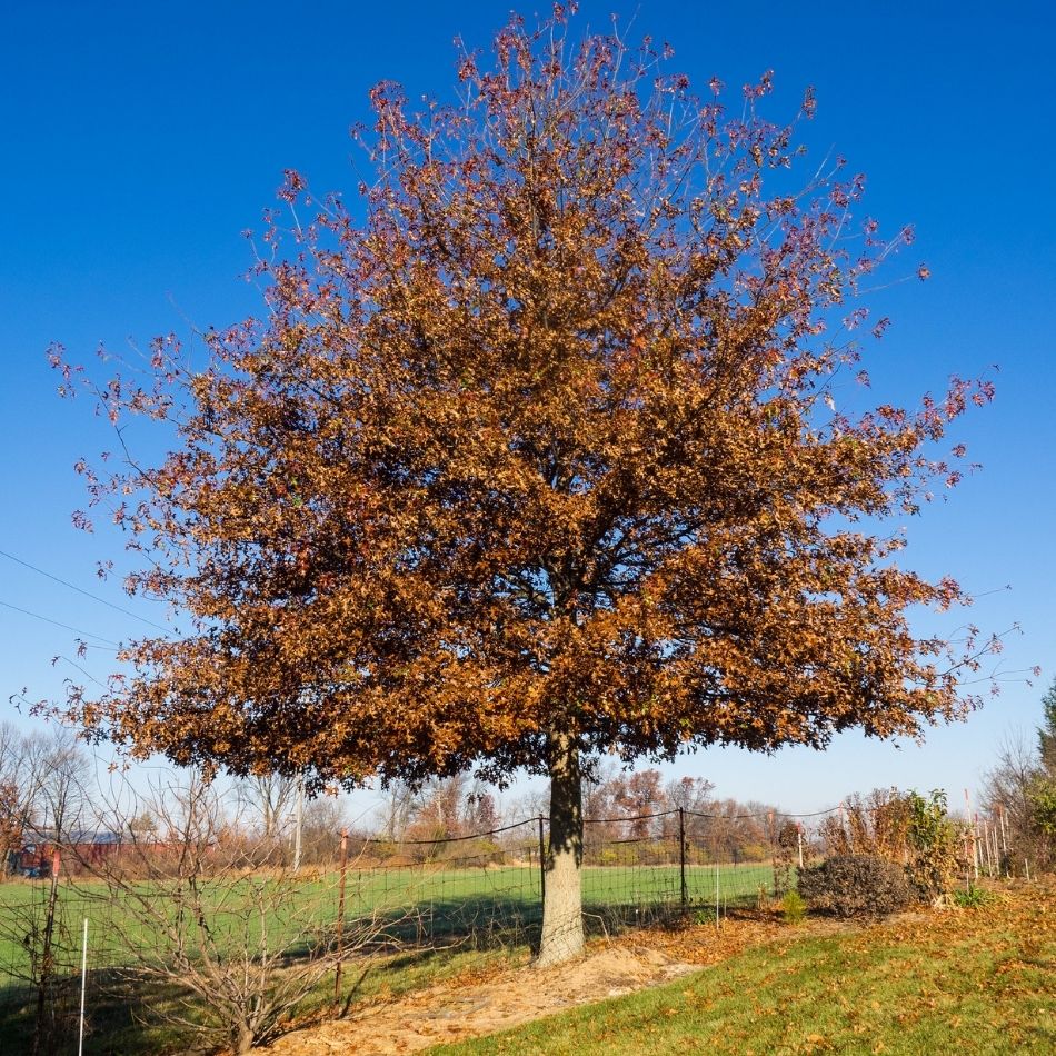 Quercus palustris