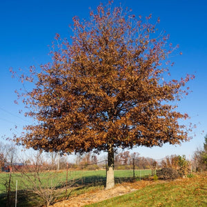Quercus palustris