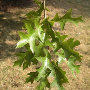 Quercus palustris