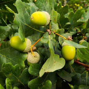 Quercus robur