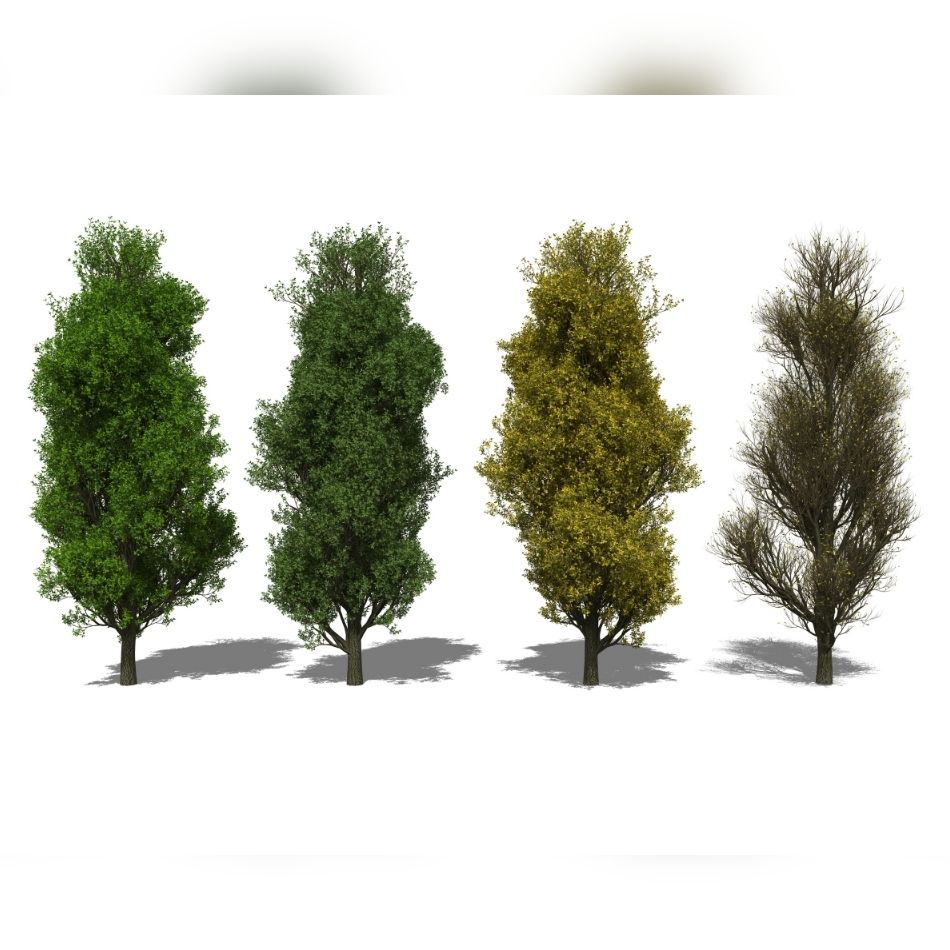 Quercus robur ‘Fastigiata Koster’