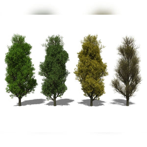 Quercus robur ‘Fastigiata Koster’