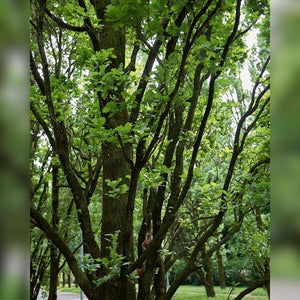 Quercus robur ‘Fastigiata Koster’