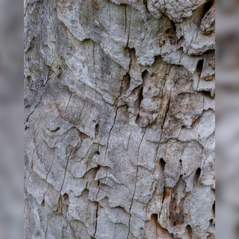 Quercus robur ‘Fastigiata Koster’