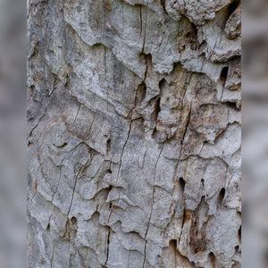 Quercus robur ‘Fastigiata Koster’