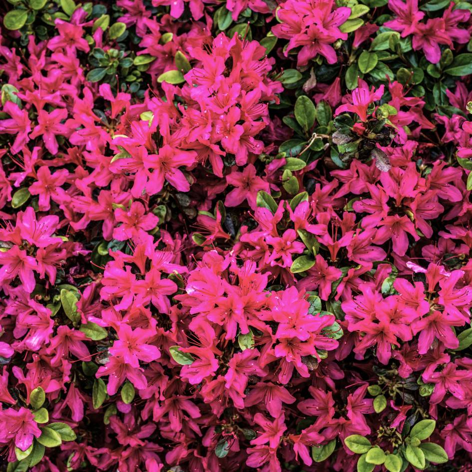 Azalea japonica ‘Amoena’