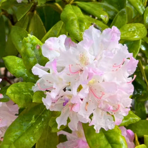 Rhododendron ‘Anneke’