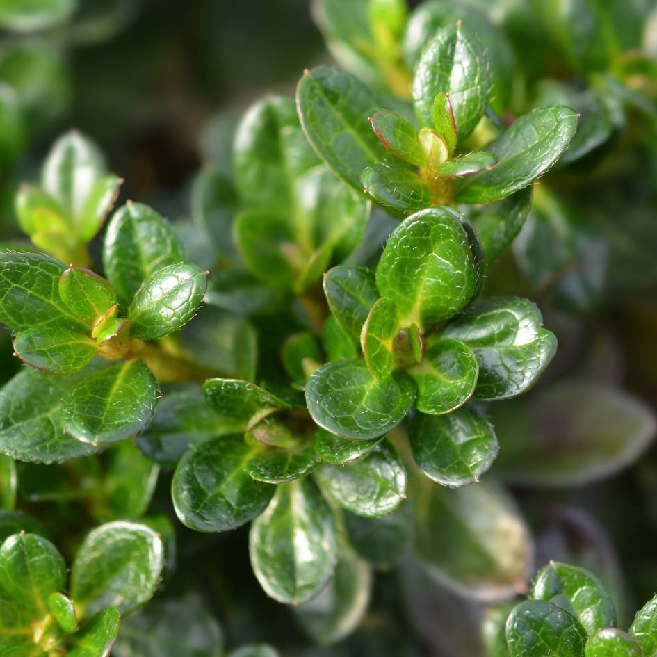 Azalea japonica ‘Anouk’