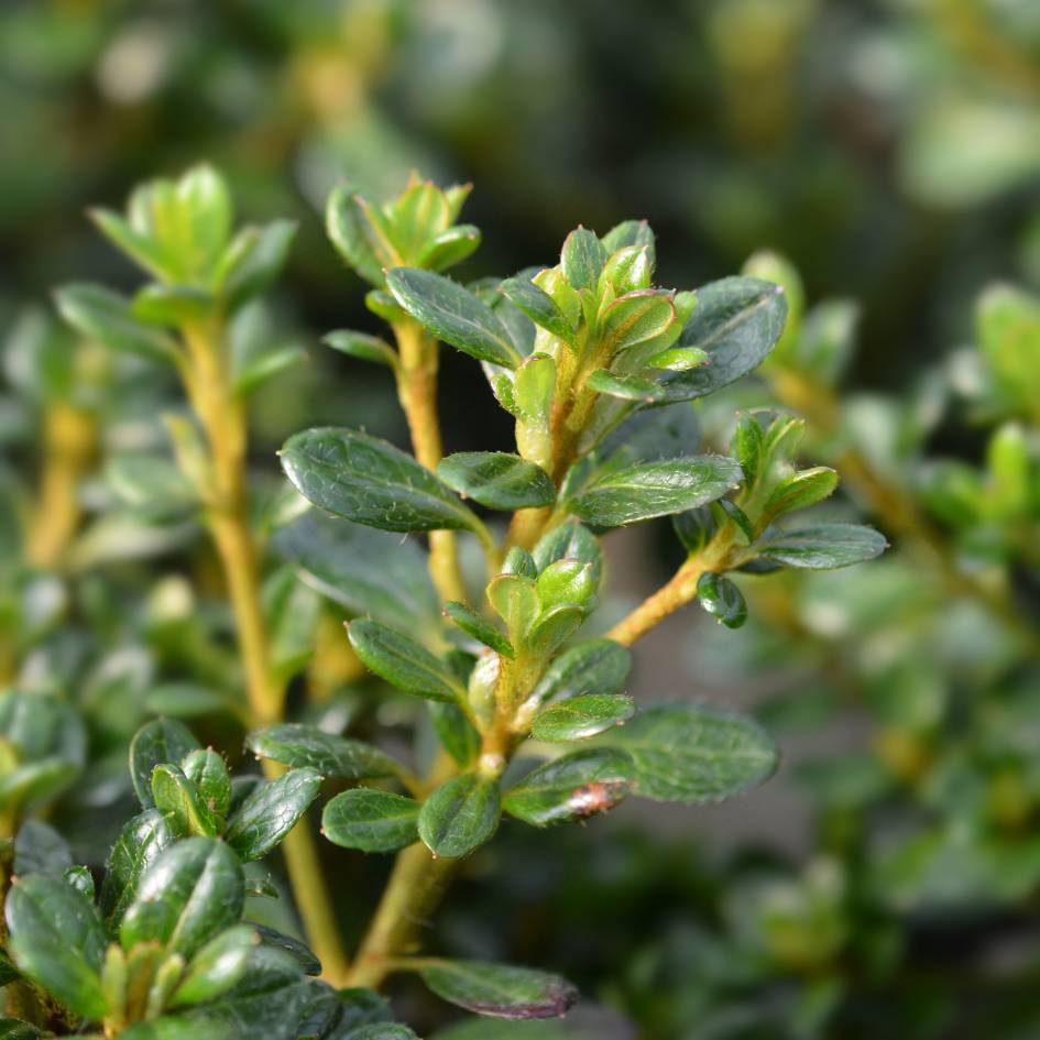 Azalea japonica ‘Anouk’