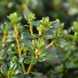 Azalea japonica ‘Anouk’