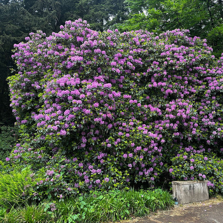 Rhododendron ‘Azurro’