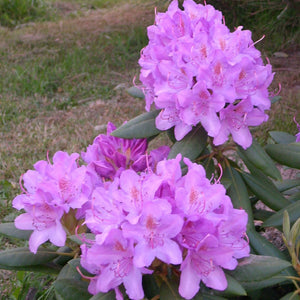 Rhododendron ‘Azurro’