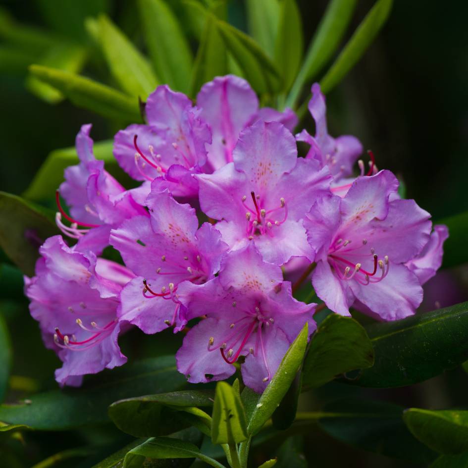 Rhododendron ‘Catawbiense Grandiflorum’