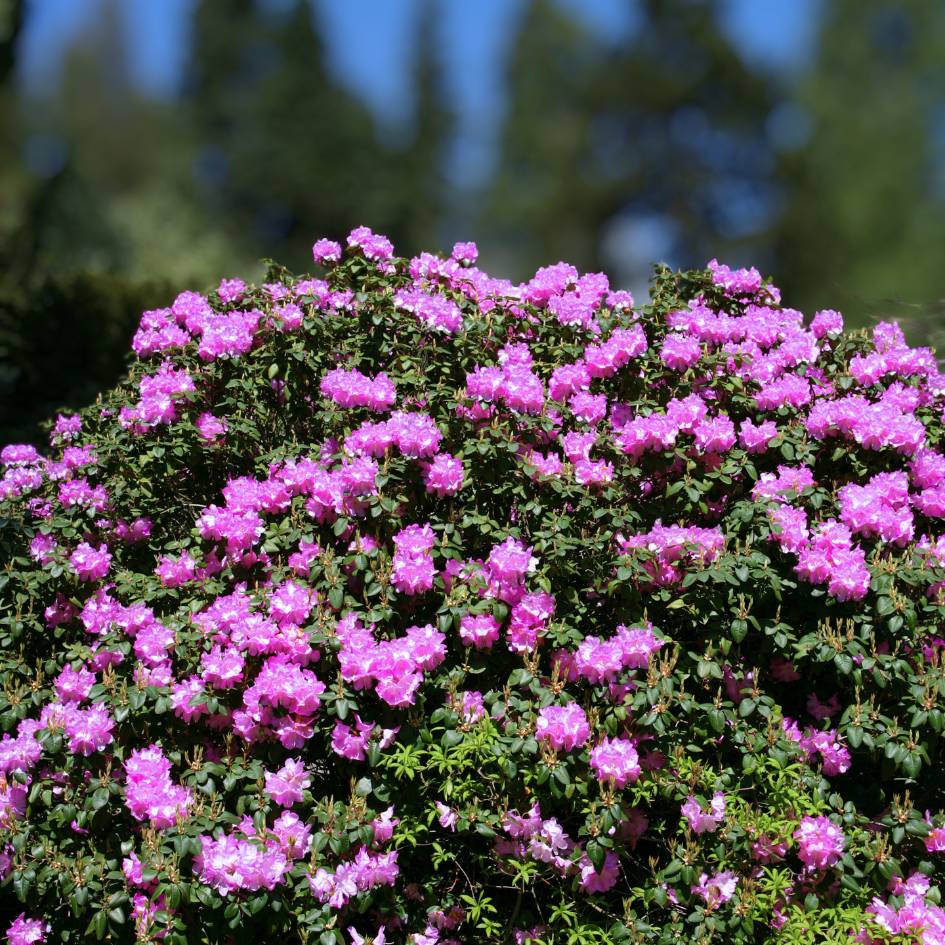 Rhododendron ‘Catawbiense Grandiflorum’