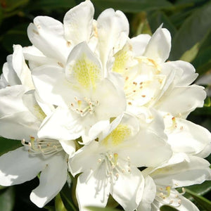 Rhododendron ‘Chionoides’