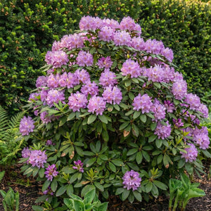 Rhododendron ‘Everestianum’